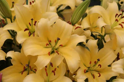 Lilies